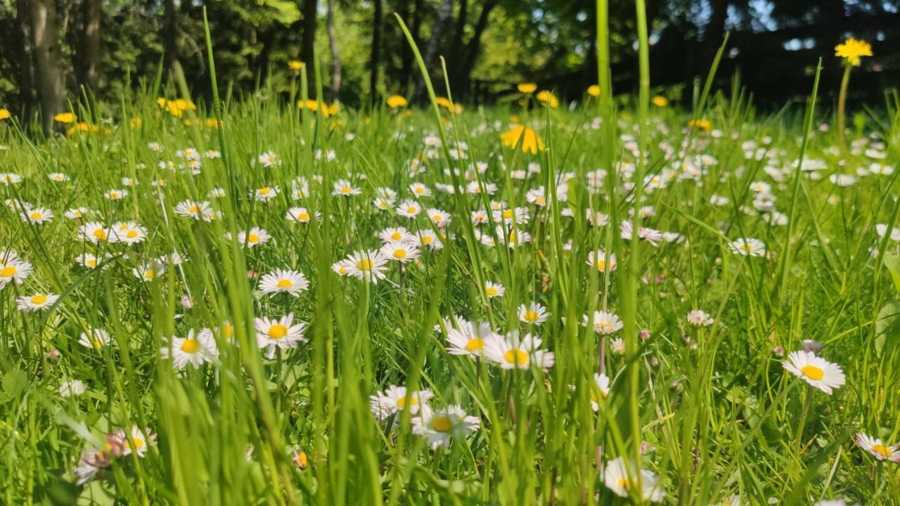 Chata Pietraszyna Koniaków エクステリア 写真
