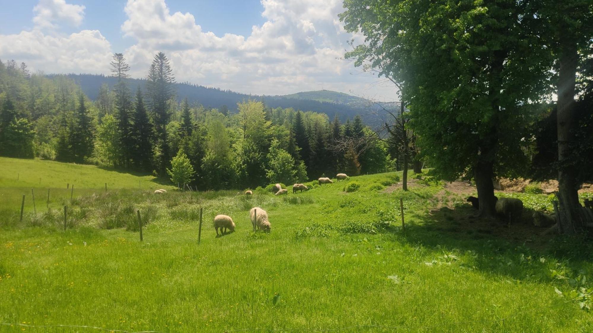 Chata Pietraszyna Koniaków エクステリア 写真