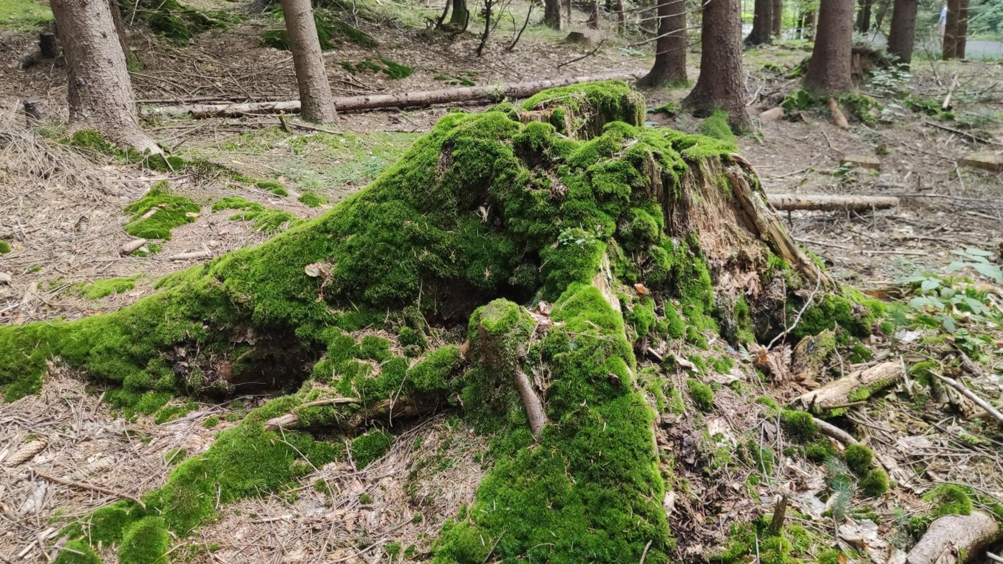 Chata Pietraszyna Koniaków エクステリア 写真